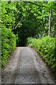 Sunny Lane descending into woods