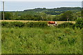 Cow glimpsed through hedge at Tor Farm