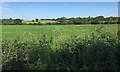 SP2766 : Crops and hedgerows northwest of Warwick by Robin Stott