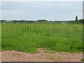 Field, Winnington