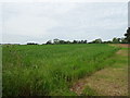 Crop field off the B5026, Bearstone