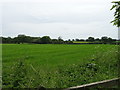 Crop field near Rooms Farm