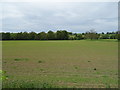 Crop field near Gas House Farm