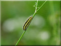 Burnet Moth Caterpillar