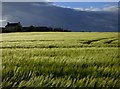 NZ3401 : Farmland, Birkby by Andrew Smith