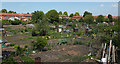 Stockwell Road Allotments