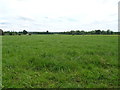 SJ6936 : Grassland, Betton by JThomas
