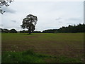 Tree in crop field