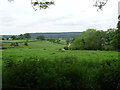 Grazing off Church Road, Ashley