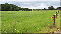 Field south of Thistle Ridge Farm