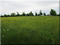 Meadow near Northallerton