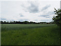 View across cereal field with wind turbines