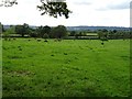 Cattle in a field