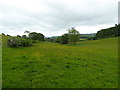 Meadow in June