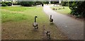 TQ3296 : Canada Geese with Goslings, Enfield by Christine Matthews