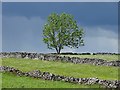 SK1774 : A lone tree in the parish of Wardlow by Neil Theasby