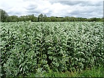 SP2136 : Fava or field beans by Philip Halling