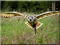 Bengal Eagle Owl at Shropshire Falconry