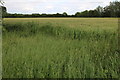 Field in Newton Morrell