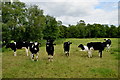 H5375 : Cattle, Drumnakilly by Kenneth  Allen