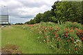 Poppies by Standing Way, Bletchley