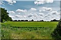 Gressenhall: Cereal crop at the junction of Stoney Lane and Bilney Road