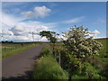 Minor road and Hawthorn bush