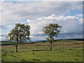 Two trees on Eaglesham Moorland