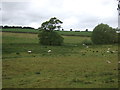 Grazing near Trescott