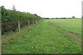 Hedgerow and sheep grazing