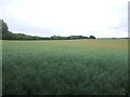 Oilseed rape crop south off Wolverhampton Road, Kingswinford