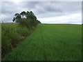 Farmland and hedgerow