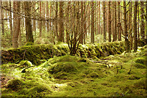 NH6455 : Old wall and moss in Bellton Wood by Julian Paren