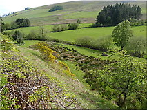 SJ1031 : In Cwm Maen Gwynedd near Glanrafon by Richard Law