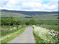 Flower fringed lane near Renwick