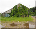 Ivy covered old barn