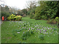 Crocuses, Kelsey Park