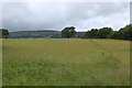 Wildflower meadow, Llwyncelyn LNR, Hollybush