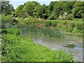 The River Cherwell