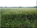 Cereal field backed by woodland