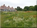 Red Poppies by Links Road in Bamburgh