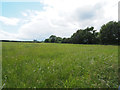 Southerly over grassland on edge of Watton