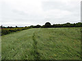 Path through the grass