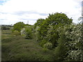 Railway trackbed, Chellaston (1)