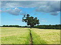 Footpath heading East from Little Bealings towards Martlesham