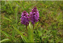 SX9066 : Southern marsh orchids, Nightingale Park by Derek Harper