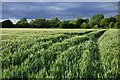 Farmland, Longworth