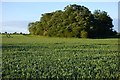 Farmland, Buckland