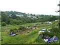 Allotments by Copland Lane