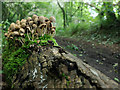 Fungi on a log by the Avoch to Fortrose railway line